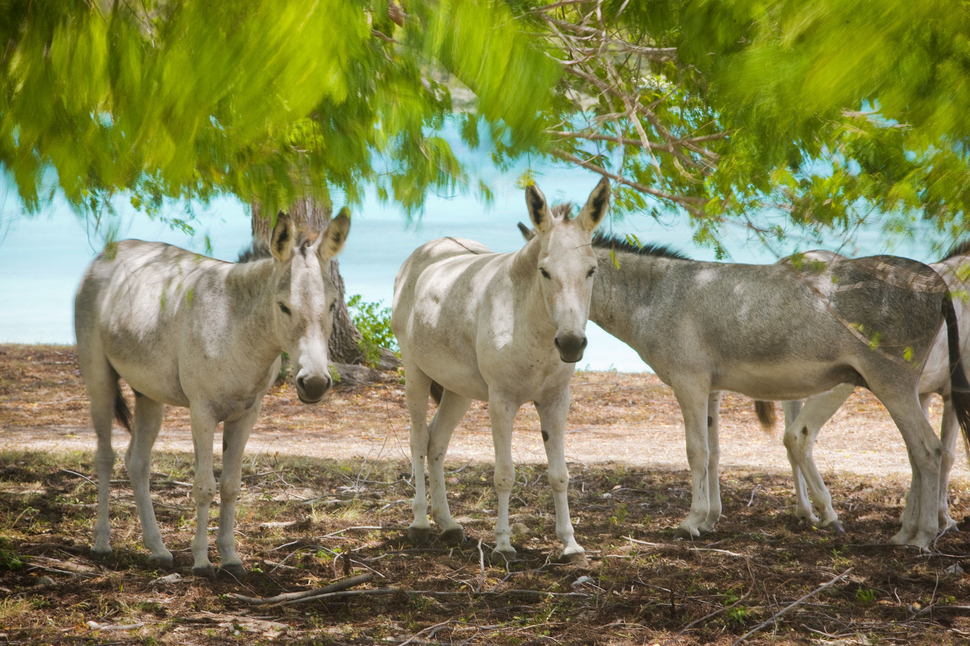 Cruz Bay Caneel Bay Resort מראה חיצוני תמונה